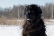 Newfoundland portrait