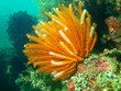 Sea lily of the Philippine sea