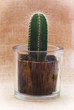 Little saguaro cactus in a decorative pot