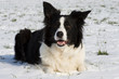 Foto: Bordercollie Bordercollie