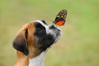 Boxer 308