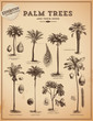 Vector: palm trees palm trees
