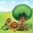 A signboard posted in a tree and the two lions