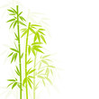 Bamboo Green Colors Shadow