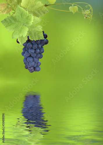 Photo: grappe de raisin noir grappe de raisin noir