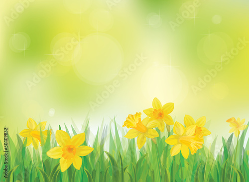 Vector: Vector of daffodil flowers on spring background. Vector of daffodil flowers on spring background.