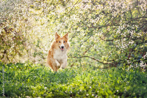 Photo: border collie dog running in spring border collie dog running in spring