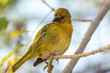 Photo: Rüppell's Weaver Rüppell's Weaver