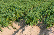 Potato field