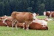Dairy cows in pasture