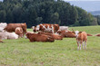 Cows on pasture