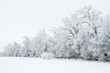 Winter landscape with snow and trees