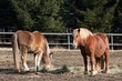 Horses grazing on a meadow