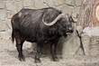 African Buffalo
