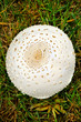 Mushroom Cap-1
