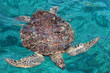 Marine turtle