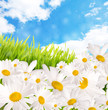 gänseblümchen