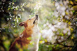 border collie dog portrait looks up in spring