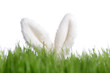 Hasenohren hinter grünem Gras