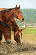 Portrait of Horse