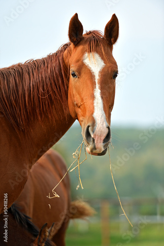 Photo: Portrait of Horse Portrait of Horse