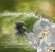 Foto: Zen Zen