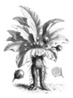 Magic : Mandragora Root - Alraune