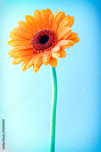 Photo: Gerbera daisy with water droplets Gerbera daisy with water droplets