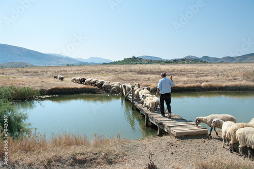 Photo: Shepherd And Flock, Albania Shepherd And Flock, Albania