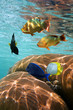 Fish with coral reflected in the water surface