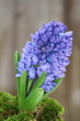 Hyazinthe in blau