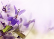 Photo: Violet Violet