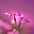 phlox!