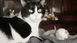 black and white cat playing with mouse puppet