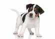 Jack Russell terrier puppy