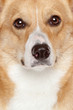 Closeup portrait of Corgi Pembroke