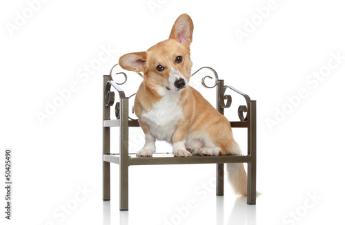 Photo: Corgi Pembroke sits on chair Corgi Pembroke sits on chair