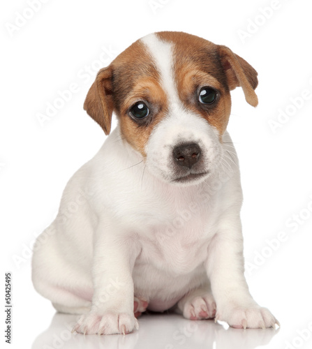Photo: Jack Russell terrier puppy posing Jack Russell terrier puppy posing