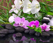 Wellness Concept: orchids, bamboo, stone, water