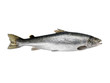 Atlantic King big Salmon isolated on a white