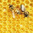 Close up view of the working bees on honey cells