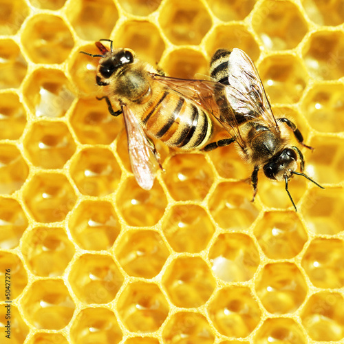 Photo: Close up view of the working bees on honey cells Close up view of the working bees on honey cells