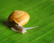Photo: Snail creeps on green leaf. Snail creeps on green leaf.
