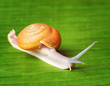 Photo: Snail creeps on green leaf. Snail creeps on green leaf.