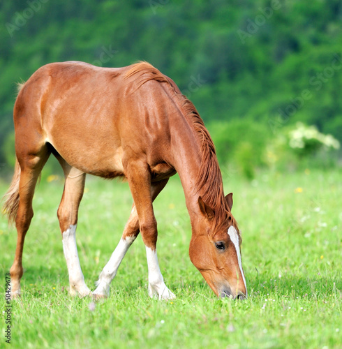 Photo: Horse Horse