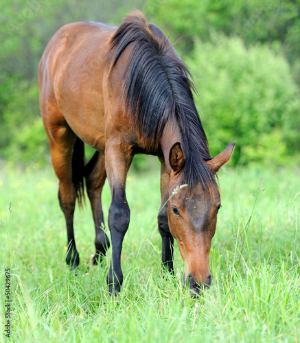 Photo: Horse Horse