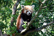 Red panda