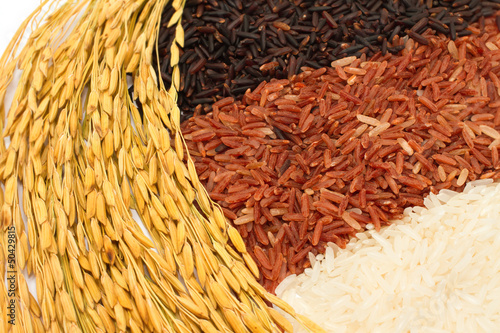 Photo: paddy jasmine rice and color rice paddy jasmine rice and color rice