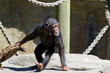Chimpanzee