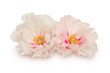 Photo: Two peony flowers on white Two peony flowers on white